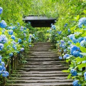 Ngắm cẩm tú cầu mùa hè tại những ngôi chùa ở Kamakura